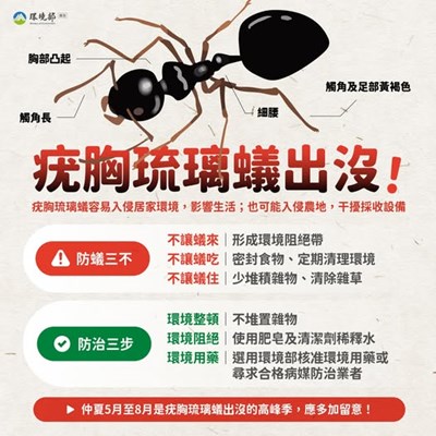 濕熱的夏季，疣胸琉璃蟻容易大爆發！
